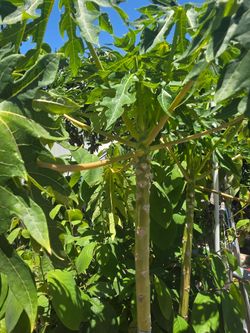 Papaya Tree