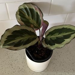 Calathea Black Rose