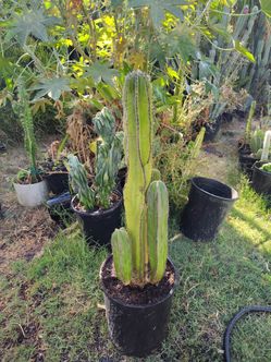 Triple Mexican fence post cactus