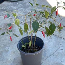 Spicy Chili Plants With Chili. 