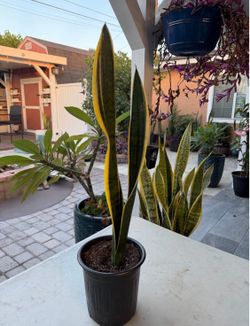 Golden edge snake plant