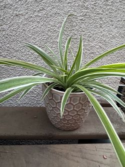 Spider plant