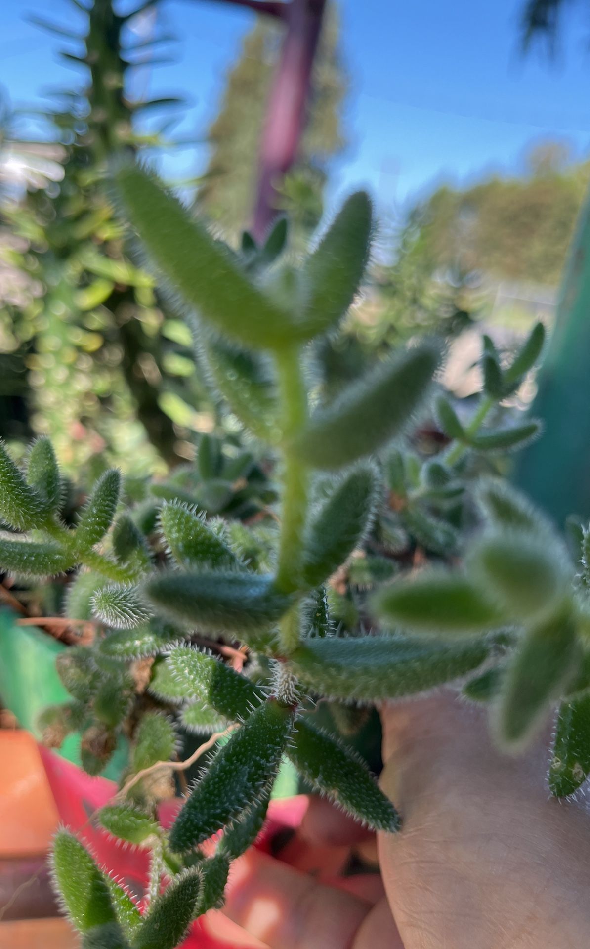 Planta lengua de gato