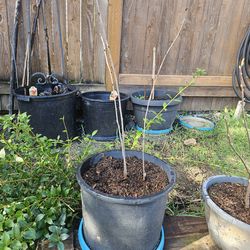 Garden Tree Bing Cherry