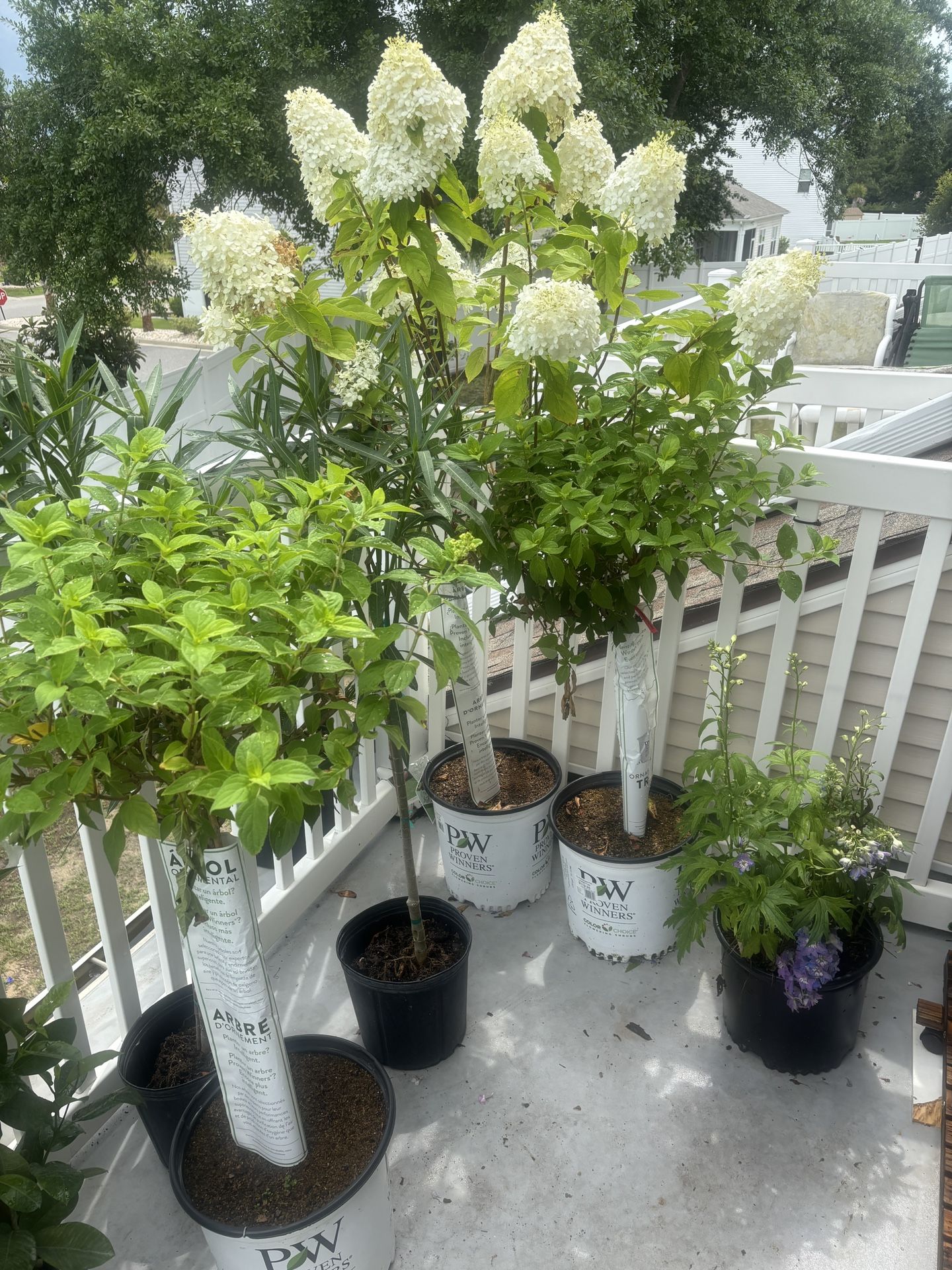 Panicled Hydrangeas