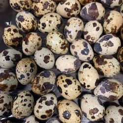 Quail Eggs 