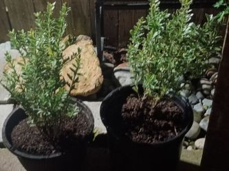 Two Potted Evergreen Shrubs