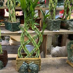Lucky bamboo with Plant Pot