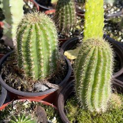 Cactus 🌵  4” In Pot