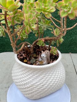 Succulent Display