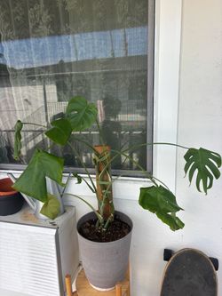Monstera Plant in grey planter