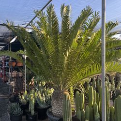 Clearance Sale Huge Cycad Ecephalartos Palm In 25 Gallon Pot $1200