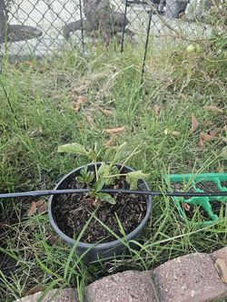 Raspberries plant