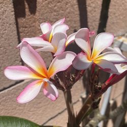 Up To 5ft Tall  In a Plastic Pot Plumeria