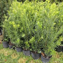 Podocarpus About 4 Feet Tall Full Green  Fertilized  Ready For Planting Instant Privacy Hedge  Same Day Transportation 