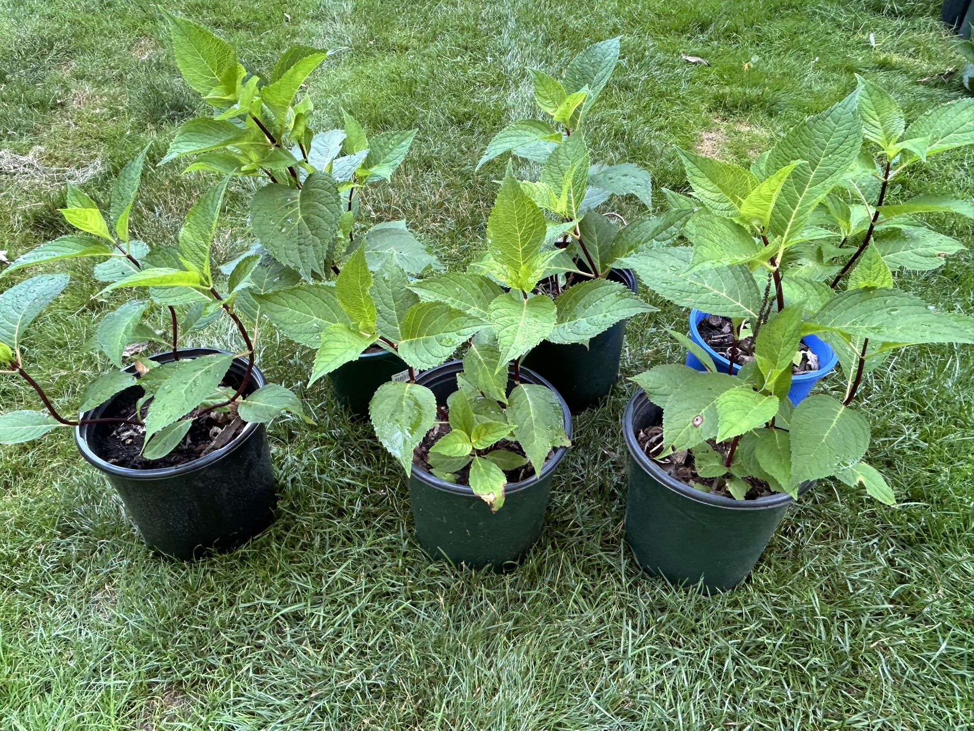 Sky blue-Dark wood forever Hydrangeas