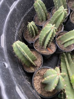 Cactus