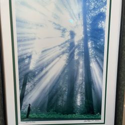 “ light In The Forest” signed print by Brad perks