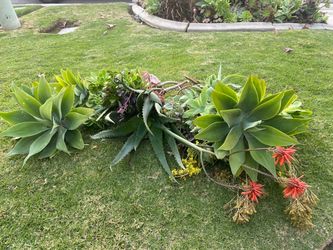 Agaves and Aeonium Black Rose 🥀