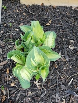 Hosta Varigated