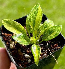Philodendron green Congo hybrid variegated plant