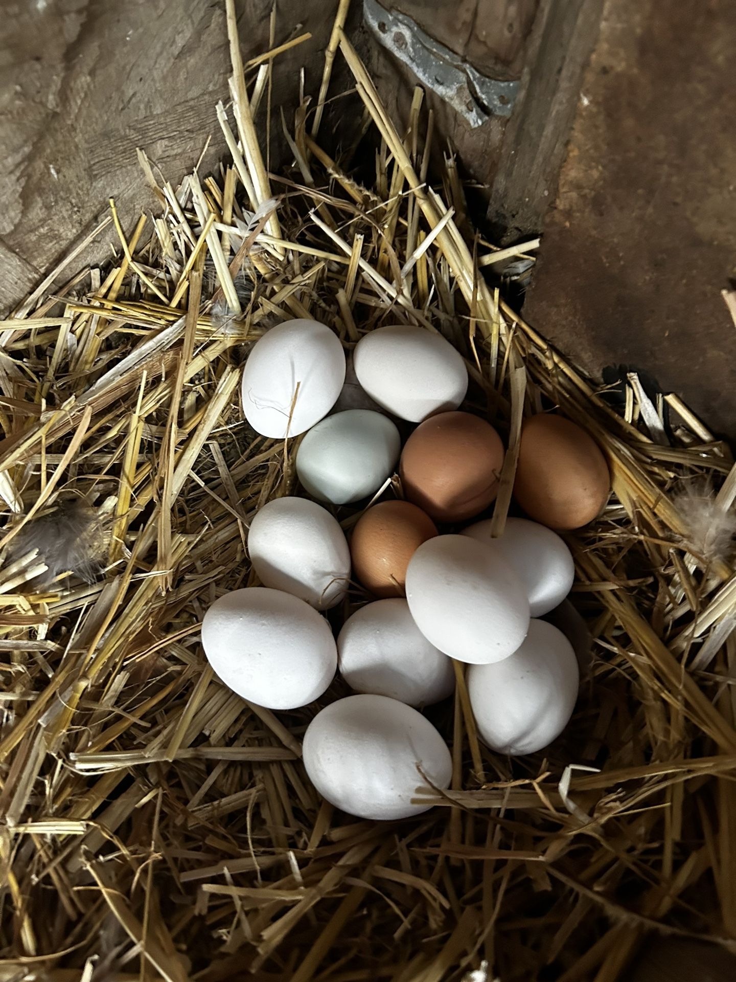 Eggs