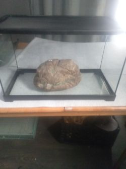 Reptile tank