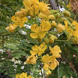 Golden Yellow Butterfly Bush Shower Tree Cassia bicapsularis