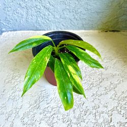 Philodendron Ring  Of  Fire Plant 