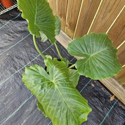 Alocasia Elephant Ear Plants 