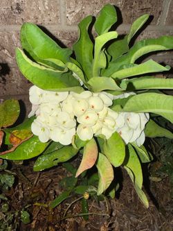 Crown of thorns