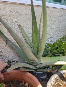 Aloe Vera Plant.