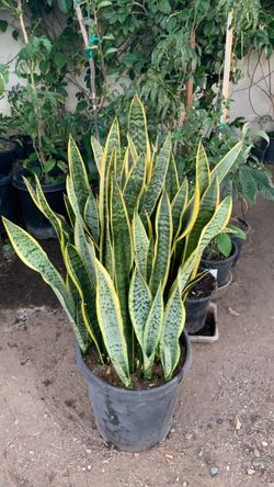 Planta lengua de suegra Snake plant