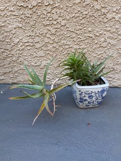 Succulent in Decorative pot