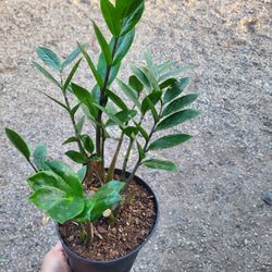 Zz Plant 6" Pot
