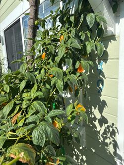 Chiles manzanos