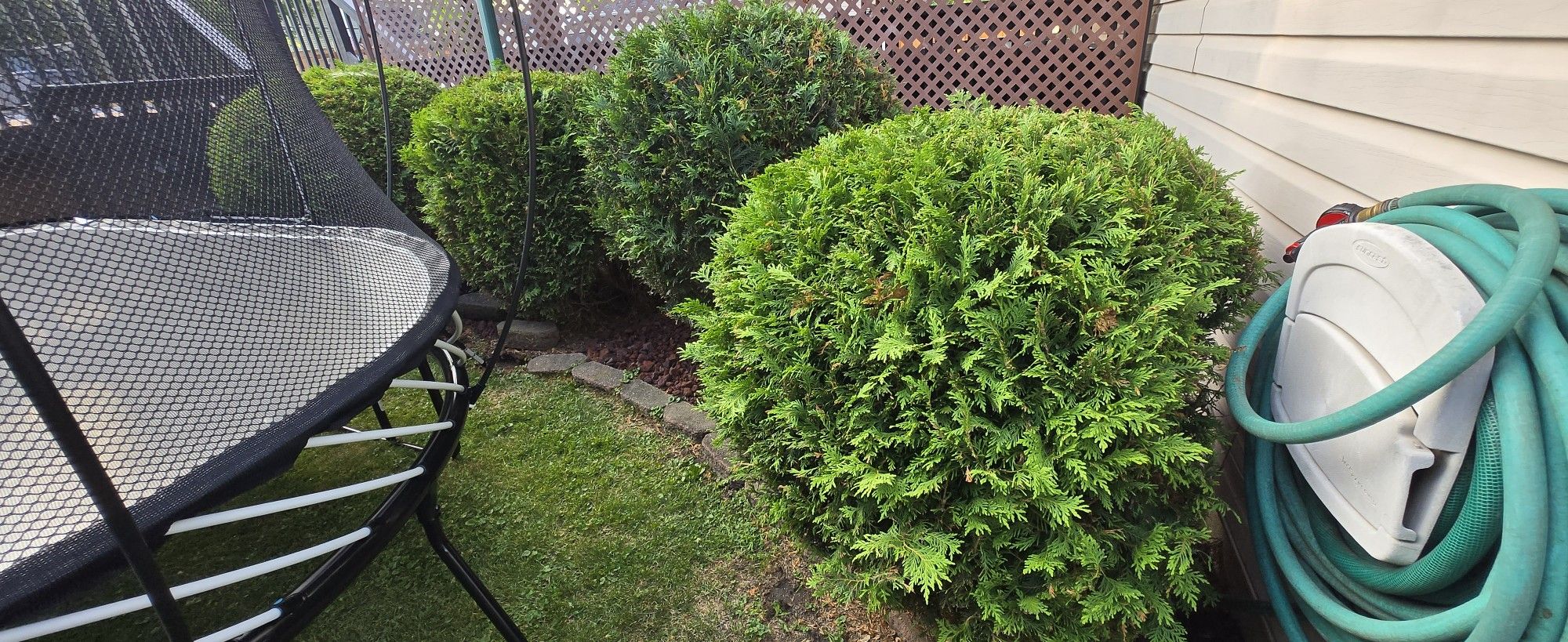 FREE Arborvitae Shrubs