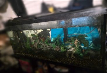 Large fish tank with lids, heater, and light