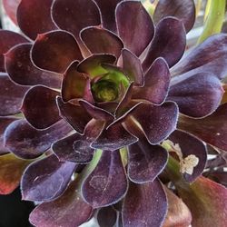 Black Rose Aeonium One Gallon 