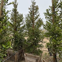 Carolina cherry laurel, English laurel for  hedge and privacy 24” Box 