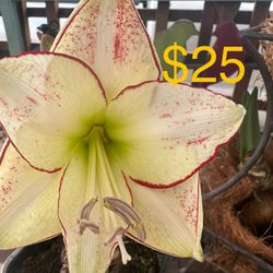 Amaryllis Picasso