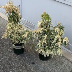 Variegated Fire N Ice Pieris Perrenial Blooming