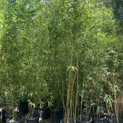 5 Gallon Size- Bamboo Plants- Multiple Varieties Available- Approximately 4-6 Feet Tall 