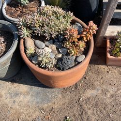 Succulents Potted Clay Pot/ Rocks Arrangement 