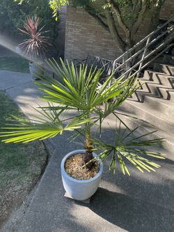 Windmill Palm Tree w/ Pot & Roller