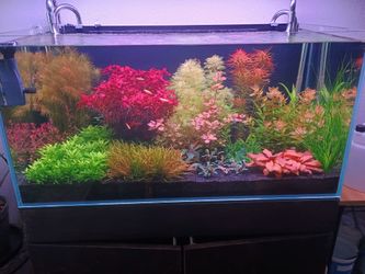 Submerged grown stem plants for sale
