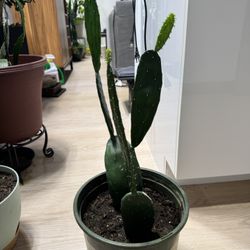 Spineless Cactus