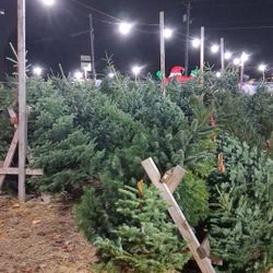 Christmas Trees All Kind And Size In Edgewood Next To Mobile Gas Station 