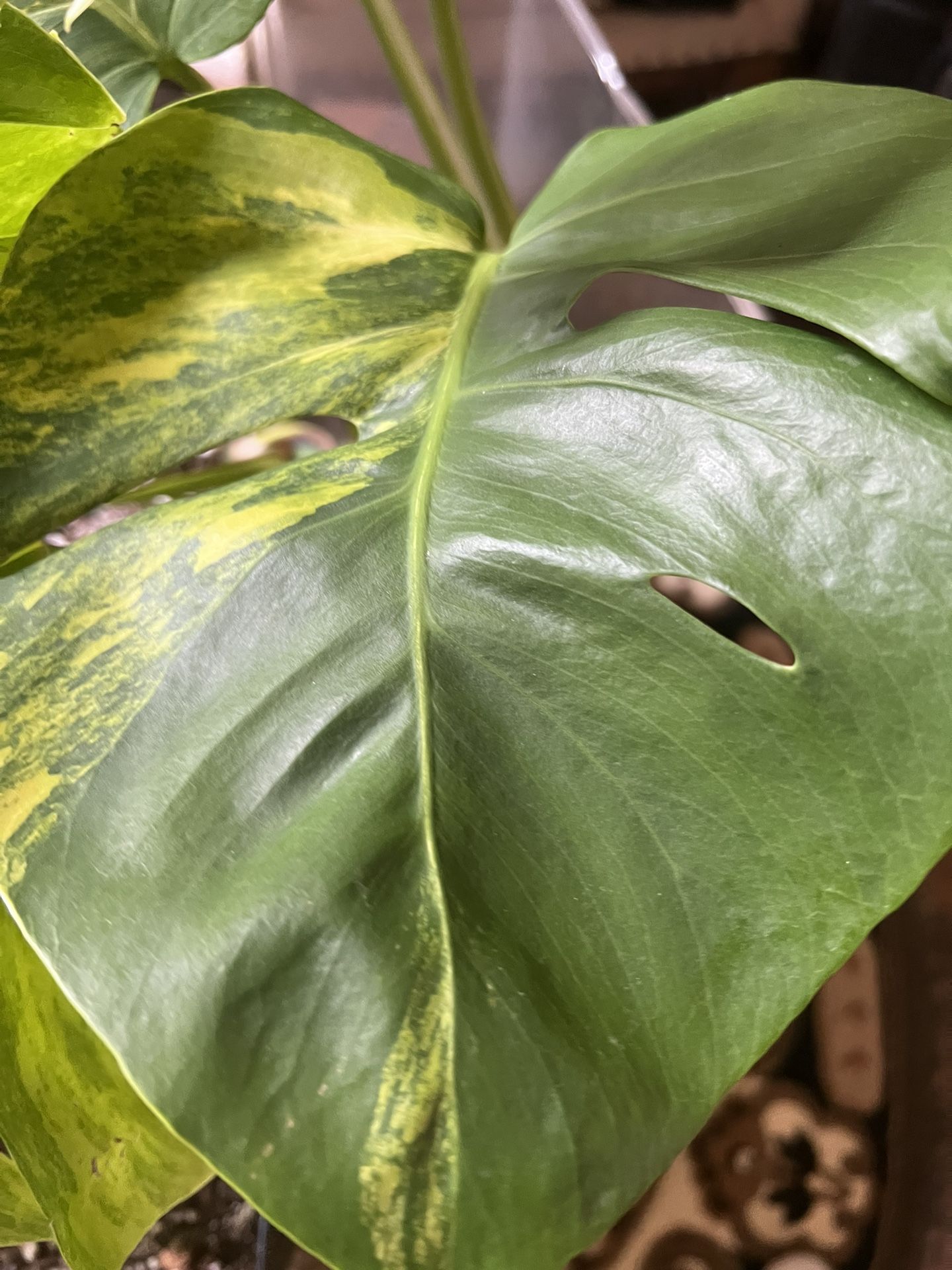 Variegated Monstera Aurea One Leaf Plant Cutting (read Description Below)