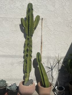Euphorbia Ingens Or Candelabra Cactus Tree